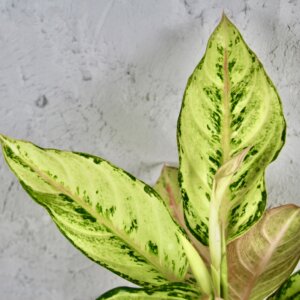 aglaonema-eyecatcher-rastlinkovo