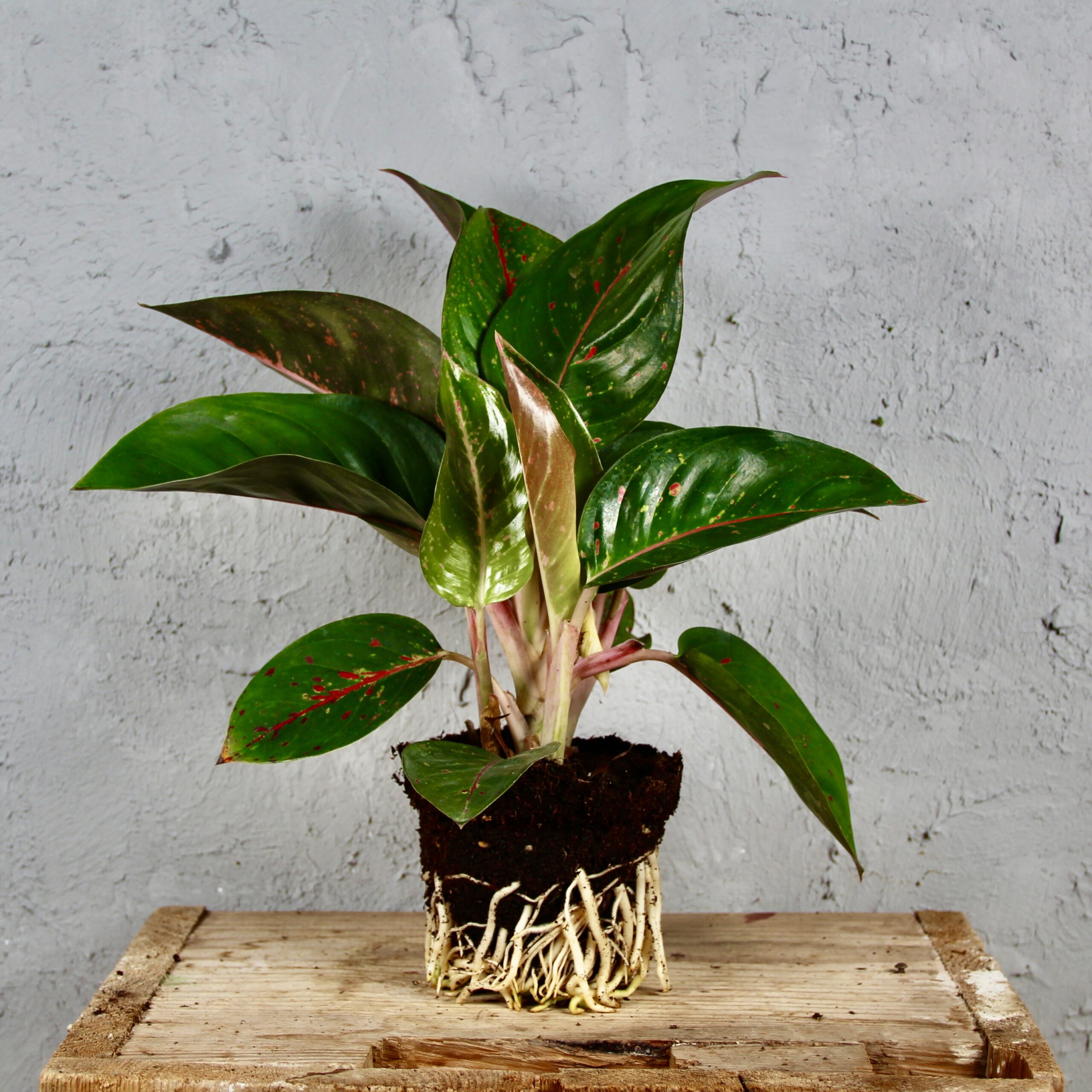 aglaonema-red-dragon-rastlinkovo