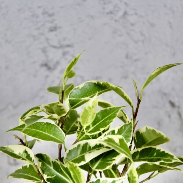 ficus-benjamina-variegata-rastlinkovo