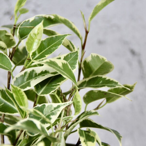 ficus-benjamina-variegata-rastlinkovo