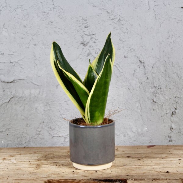 sansevieria-hahnii-black-gold-rastlinkovo