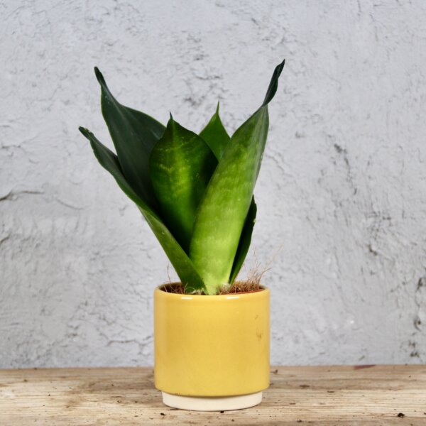 Sansevieria-Hahnii-Green-rastlinkovo