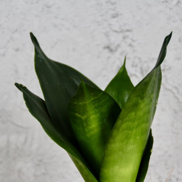 Sansevieria-Hahnii-Green-rastlinkovo