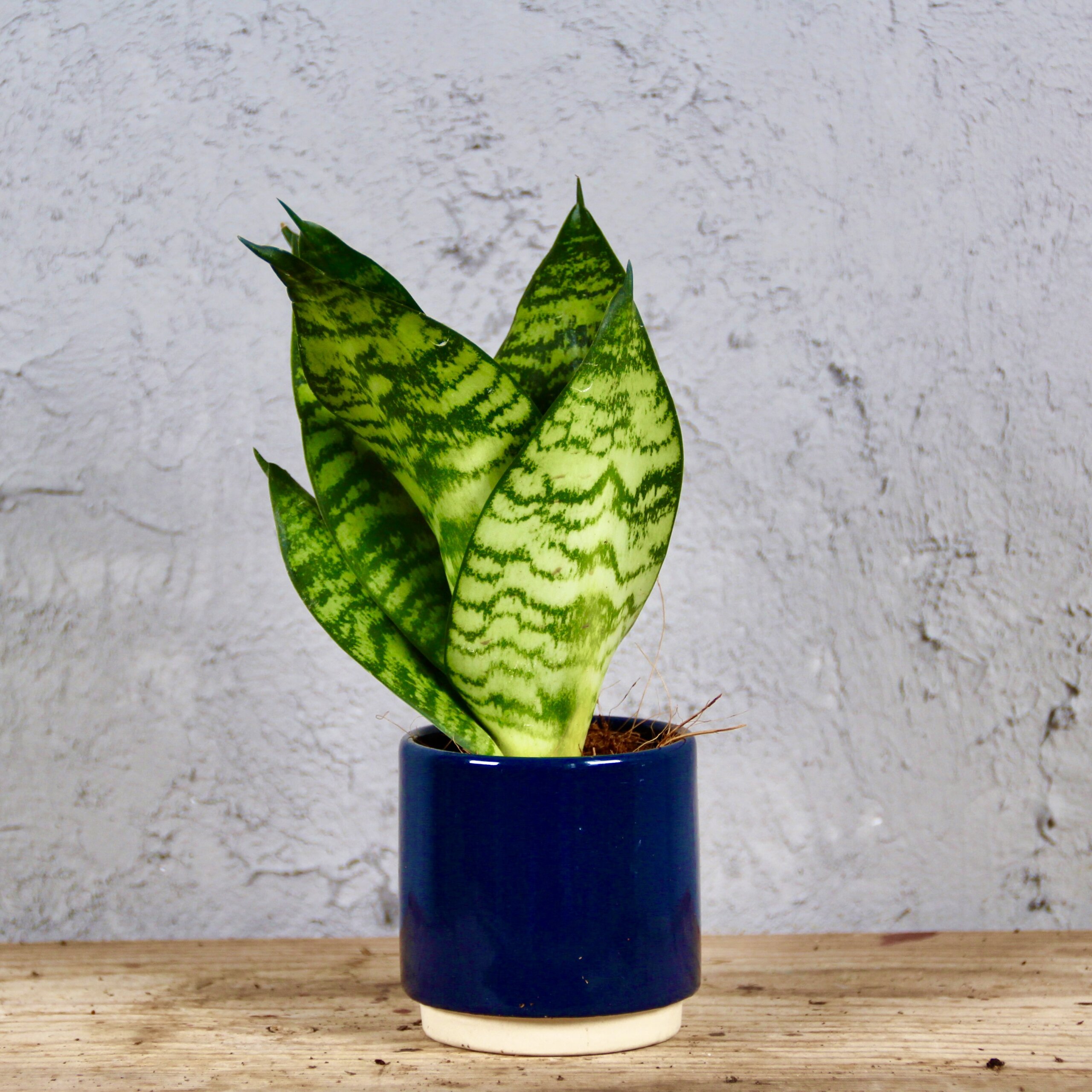 Sansevieria-Hahnii-Green-Stripe-rastlinkovo