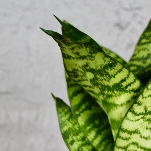 Sansevieria-Hahnii-Green-Stripe-rastlinkovo