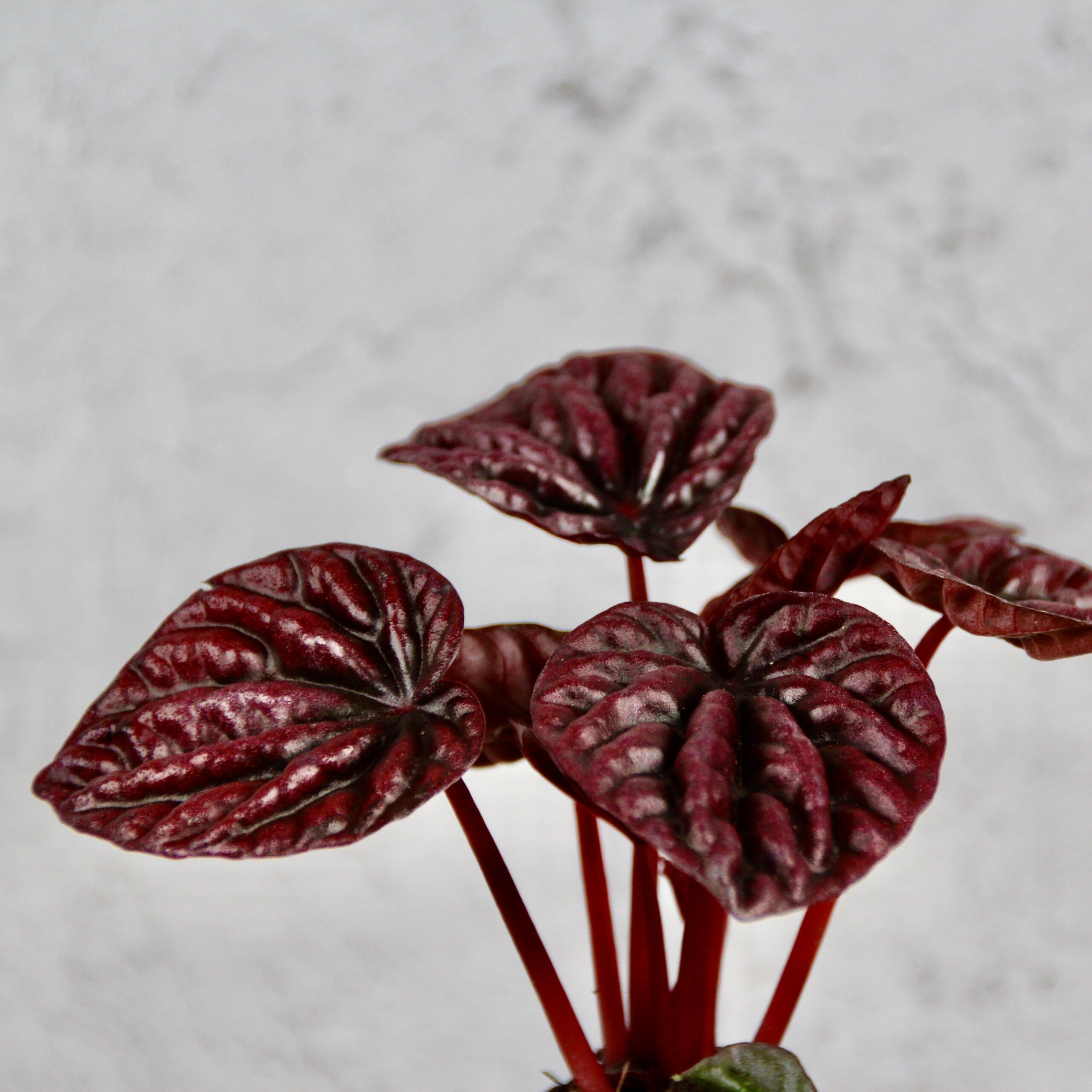 peperomia-caperata-red-luna-baby-rastlinkovo