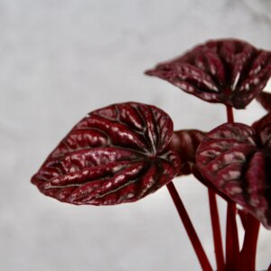 peperomia-caperata-red-luna-baby-rastlinkovo