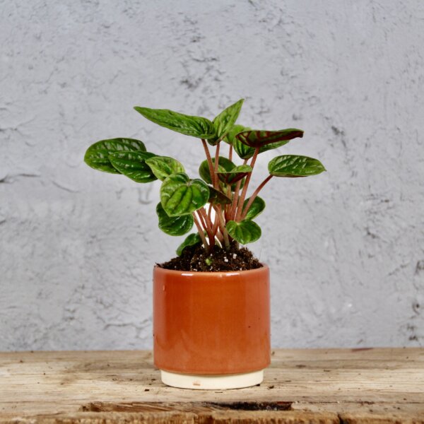 peperomia-caperata-amazonas-rastlinkovo