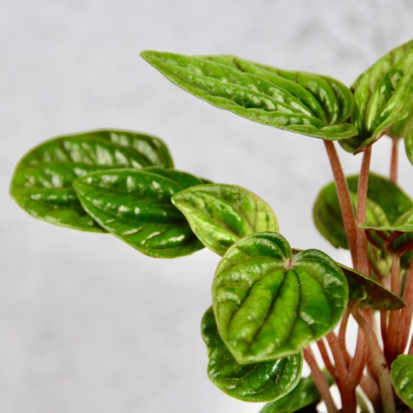 peperomia-caperata-amazonas-rastlinkovo