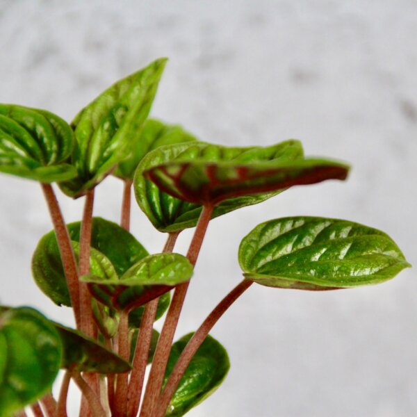 peperomia-caperata-amazonas-rastlinkovo