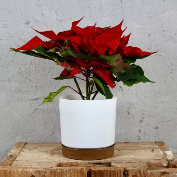 poinsettia-vianocna-ruza-cervena-rastlinkovo