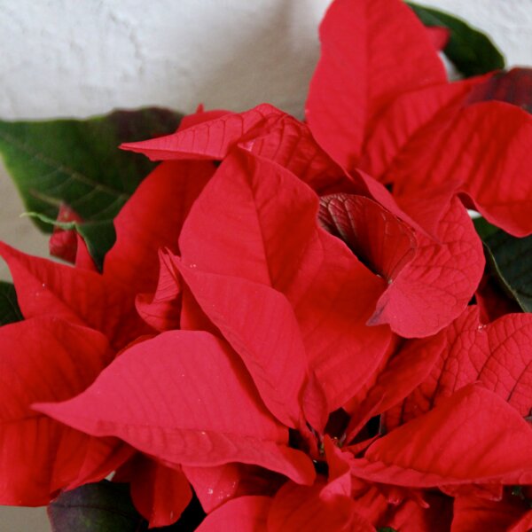 poinsettia-vianocna-ruza-cervena-rastlinkovo