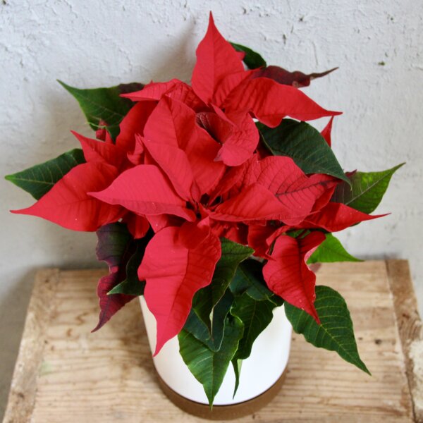 poinsettia-vianocna-ruza-cervena-rastlinkovo