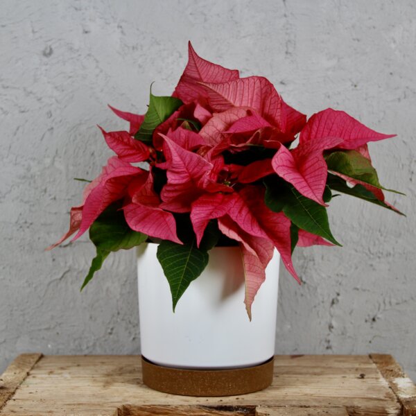 poinsettia-vianocna-ruza-ruzova-rastlinkovo