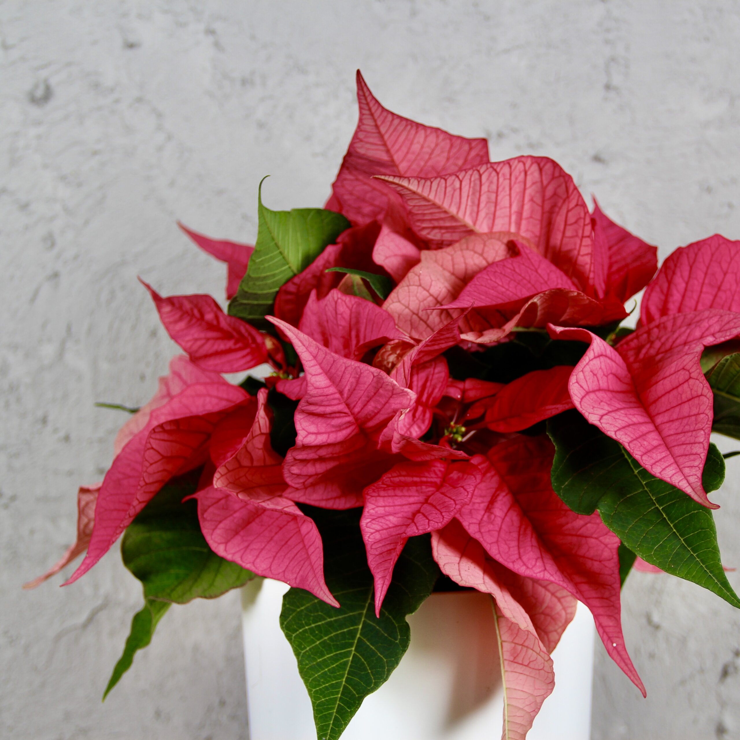 poinsettia-vianocna-ruza-ruzova-rastlinkovo