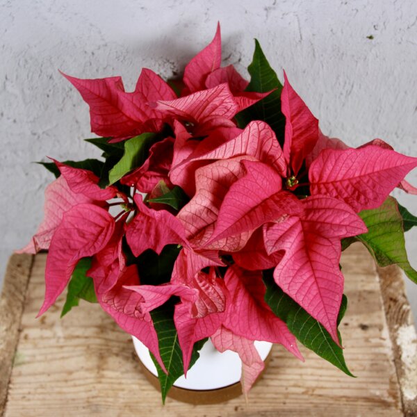 poinsettia-vianocna-ruza-ruzova-rastlinkovo