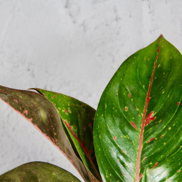 aglaonema-red-dragon-rastlinkovo