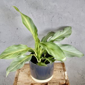 aglaonema-aqua-green-rastlinkovo