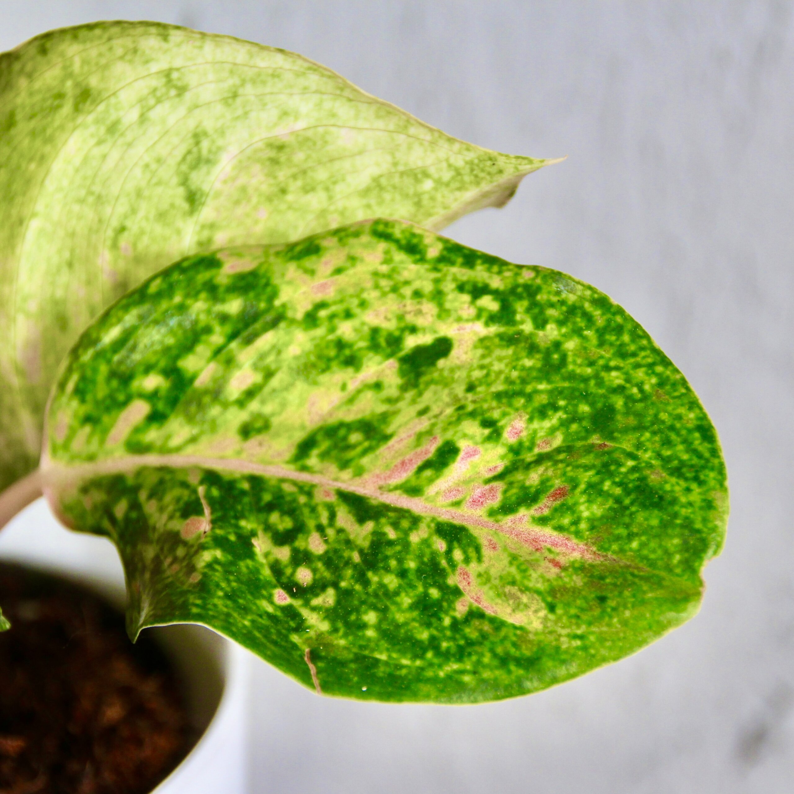 aglaonema-apple-green-rastlinkovo