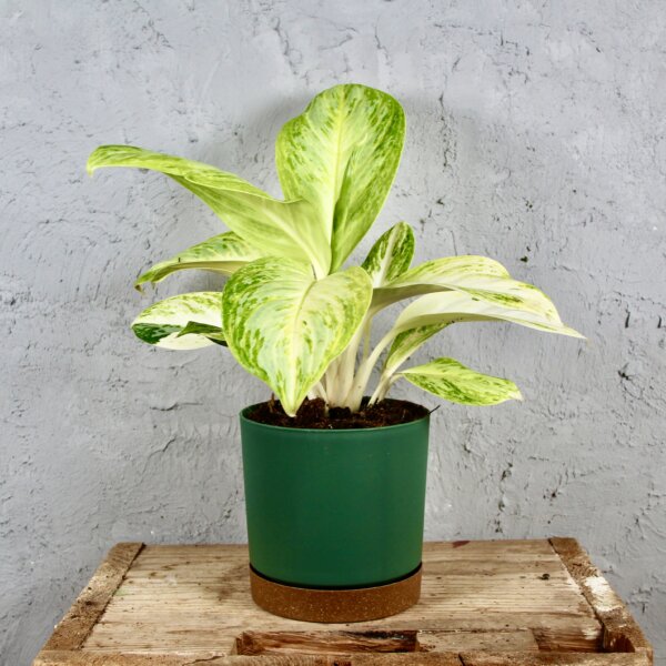 aglaonema-arctic-lime-rastlinkovo