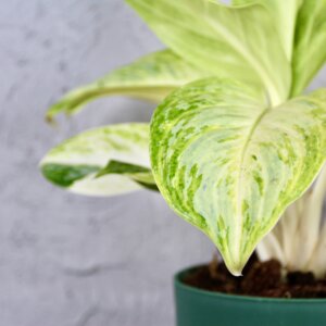 aglaonema-arctic-lime-rastlinkovo