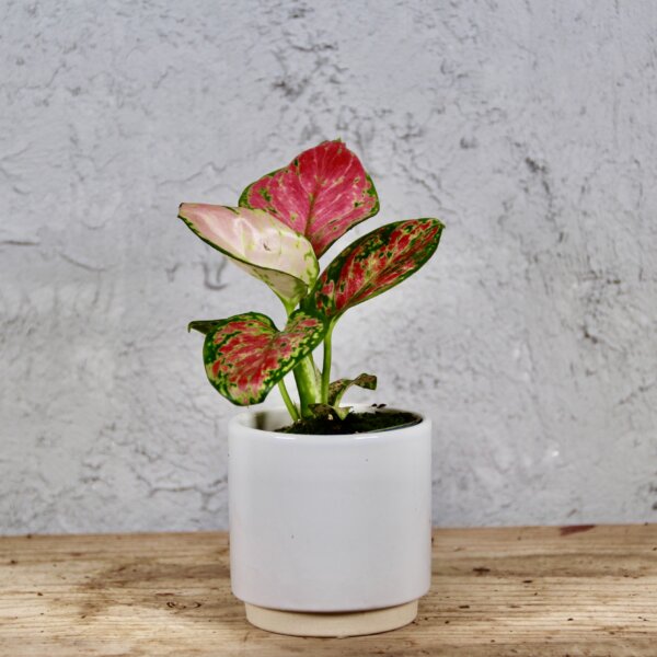 aglaonema-red-valentine-baby-rastlinkovo