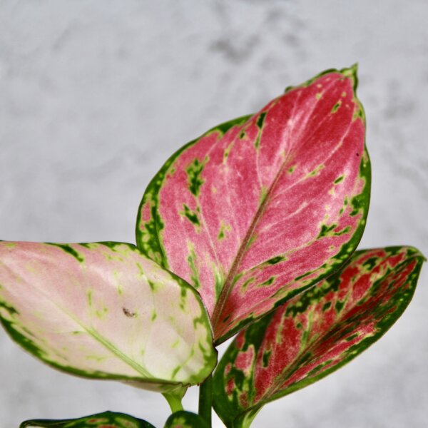 aglaonema-red-valentine-baby-rastlinkovo