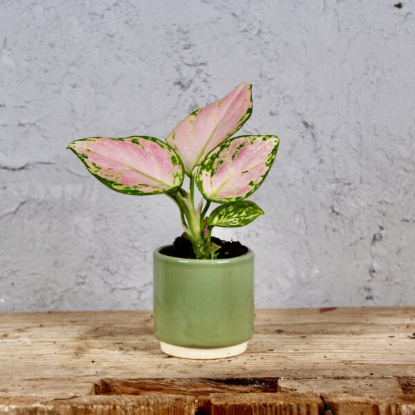 aglaonema-pink-star-baby-rastlinkovo