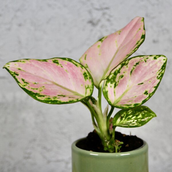 aglaonema-pink-star-baby-rastlinkovo