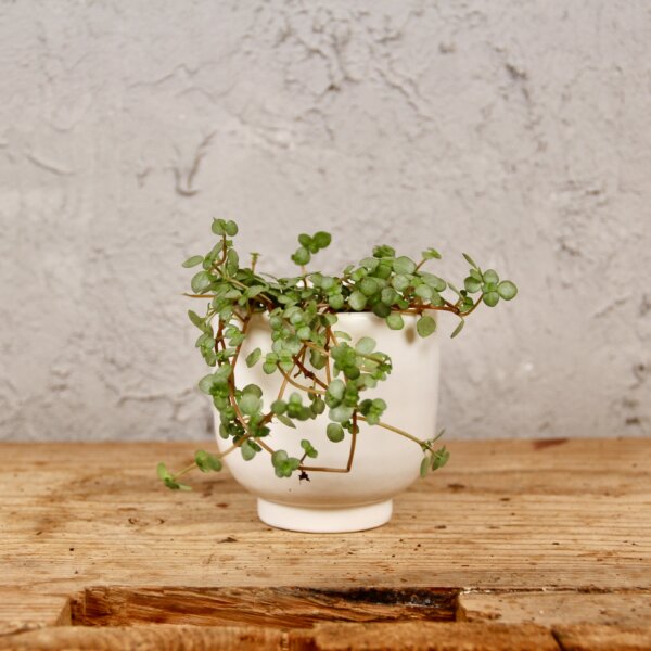 pilea-greyze-baby-rastlinkovo