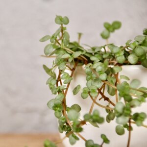 pilea-greyze-baby-rastlinkovo