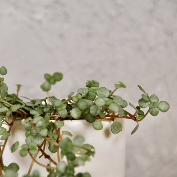 pilea-greyze-baby-rastlinkovo