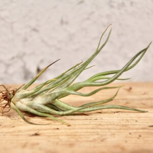 tillandsia-bulbosa-rastlinkovo