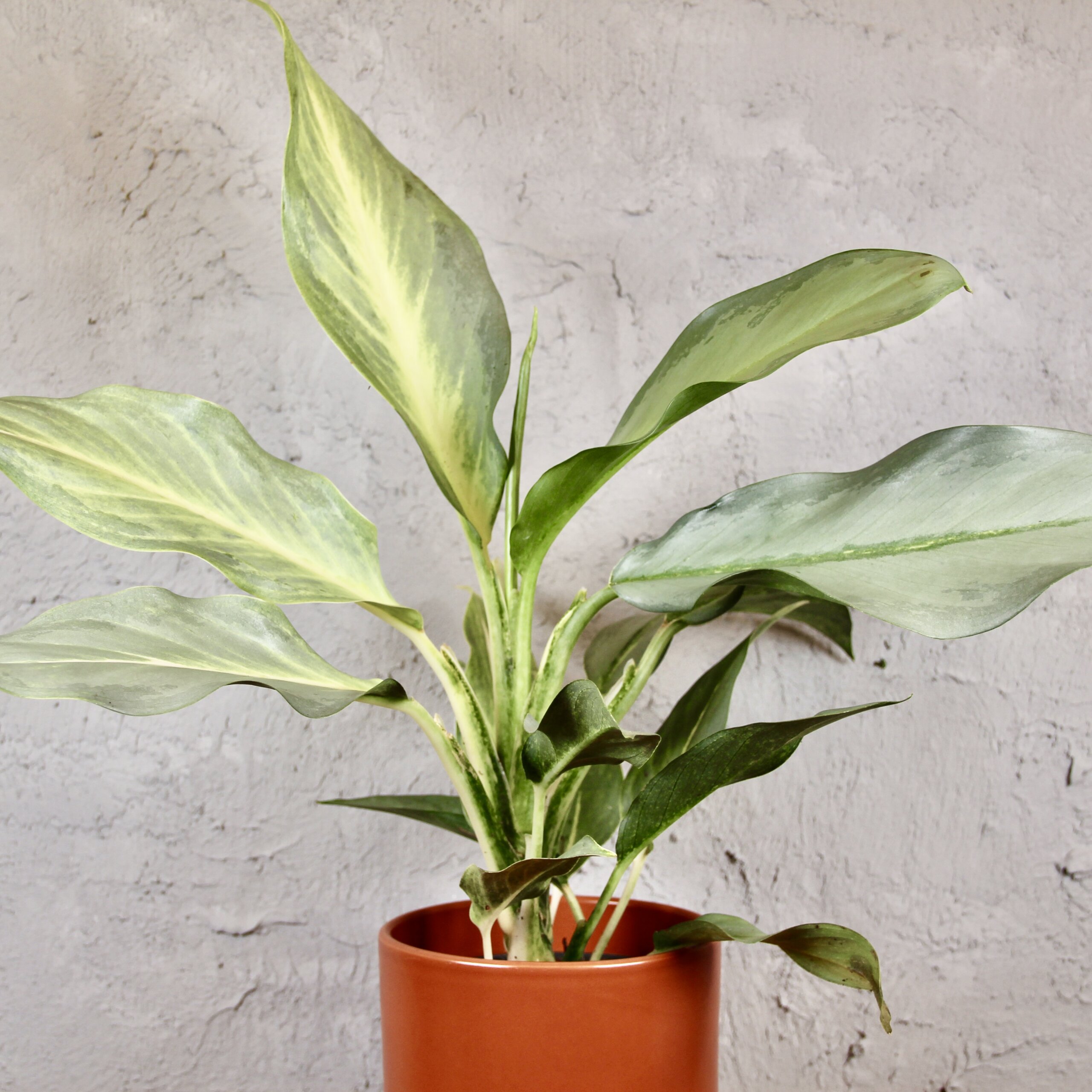 aglaonema-aqua-green-rastlinkovo