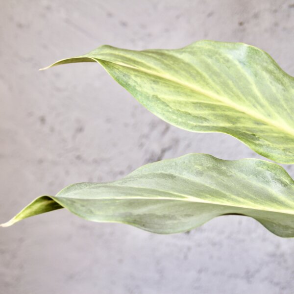 aglaonema-aqua-green-rastlinkovo