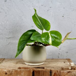 philodendron-cream-splash-rastlinkovo