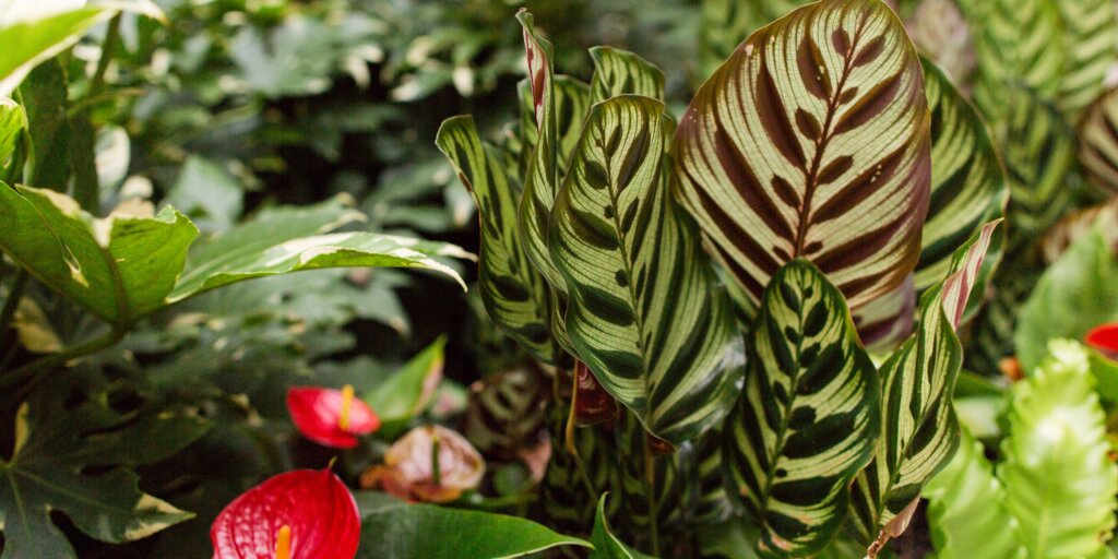 kalatea-calathea-rastlinkovo