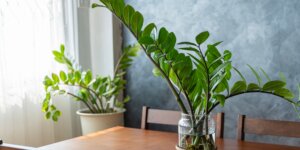 zamiokulkas-zamioculcas-rastlinkovo