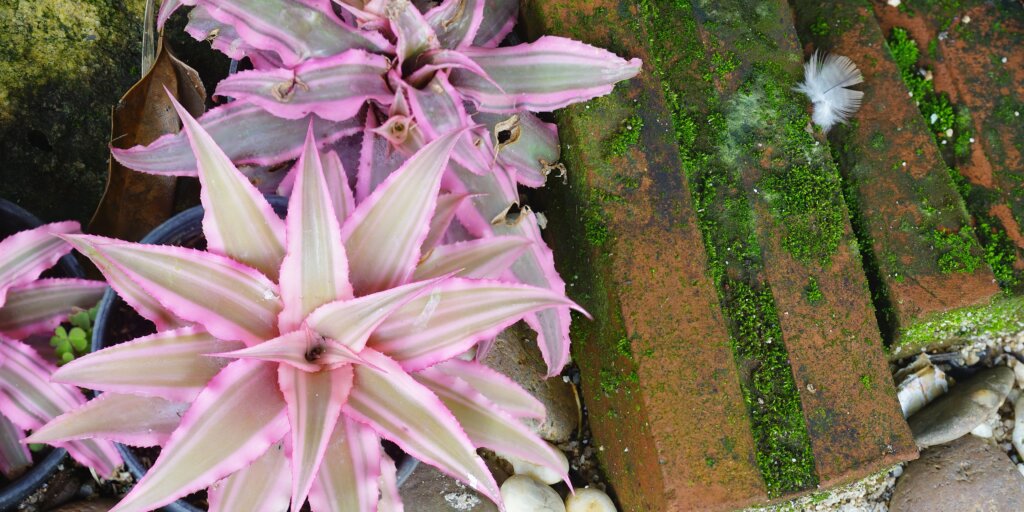 cryptanthus-bromelia-rastlinkovo