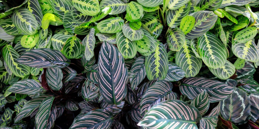 kalatea-calathea-rastlinkovo