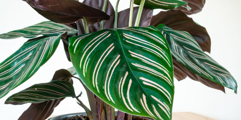 kalatea-calathea-rastlinkovo