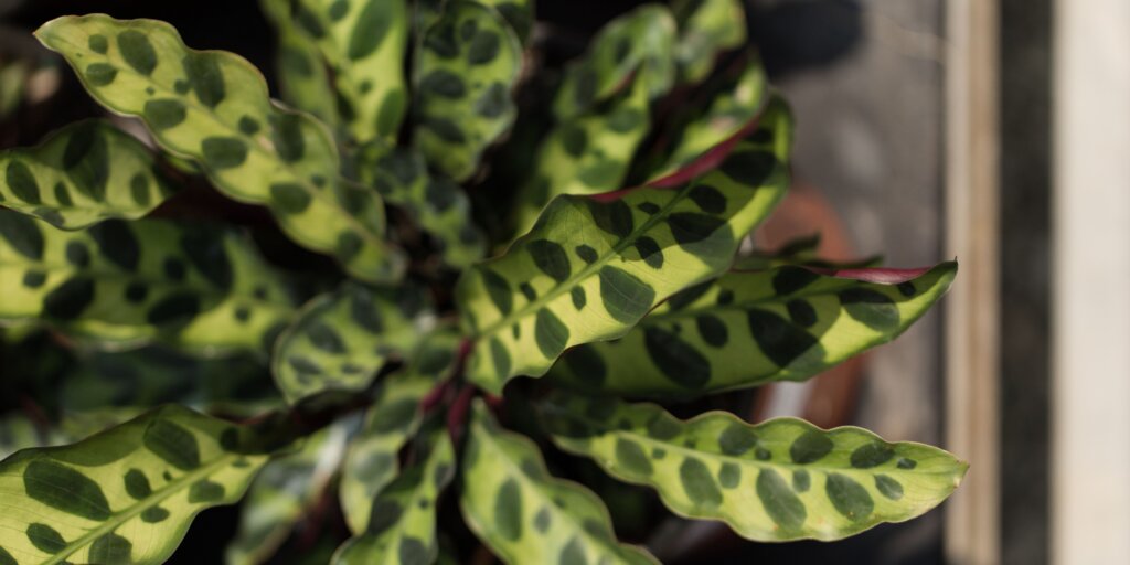 kalatea-calathea-rastlinkovo