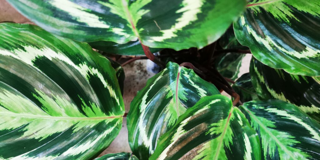 kalatea-calathea-rastlinkovo