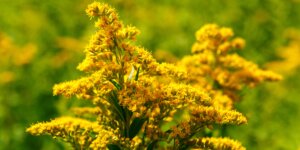 zlatobyl-solidago-virgaurea-rastlinkovo