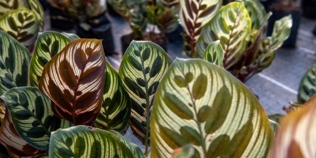 kalatea-calathea-rastlinkovo