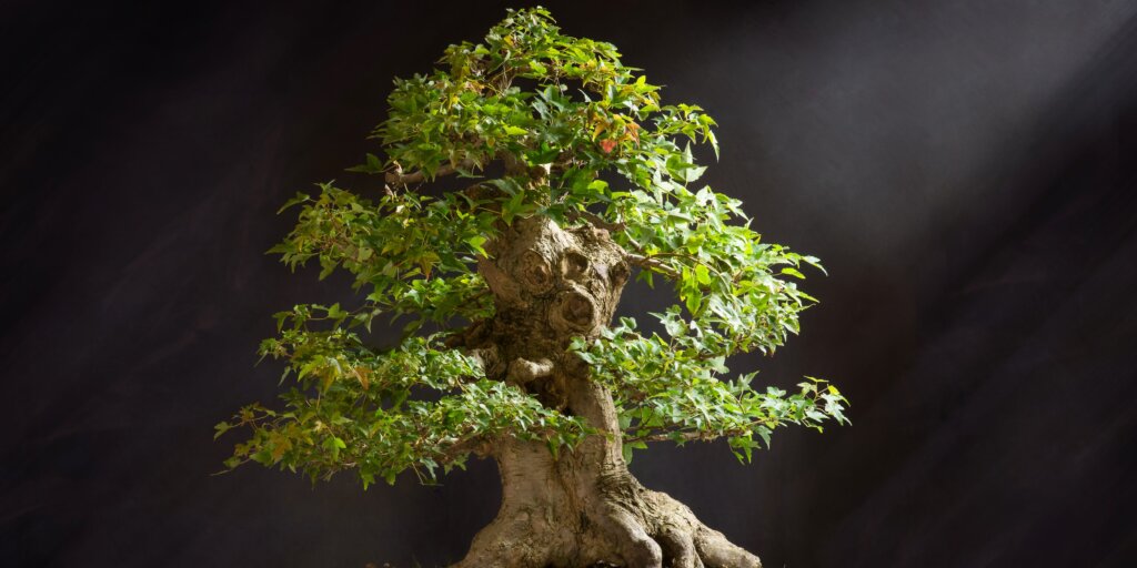 bonsai-rastliny-rastlinkovo