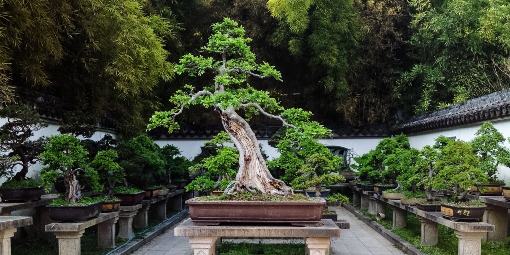 bonsai-rastliny-rastlinkovo