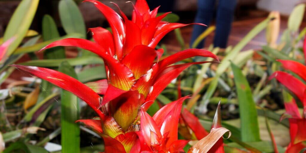 bromelia-rastlinkovo