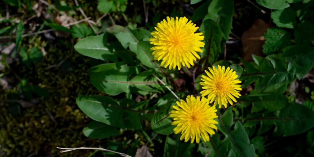 pupava-lekarska-taxacum-officinale-rastlinkovo