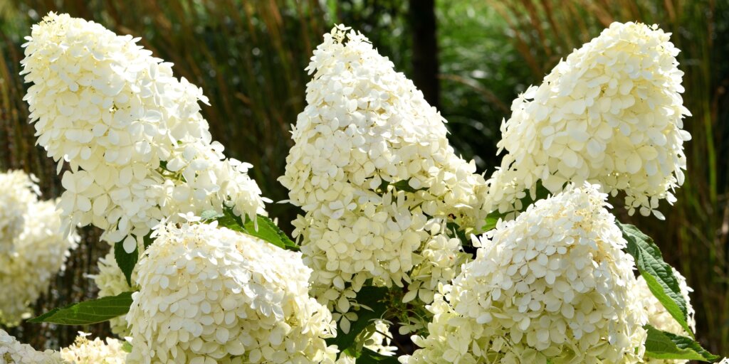 hortenzia-metlinata-hydrangea-paniculata-rastlinkovo